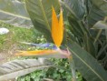 /album/fiori1/p3083348-2-jpg1/